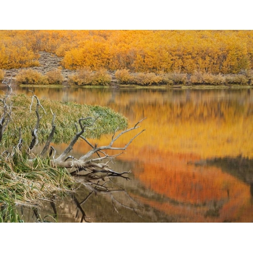 CA, Autumn reflect in North Lake near Bishop